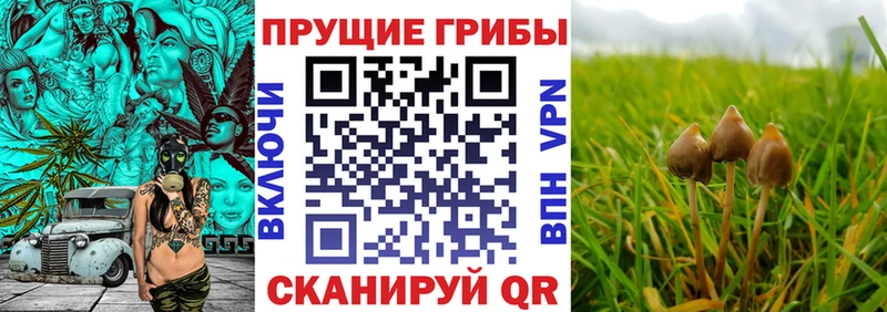 Галлюциногенные грибы Psilocybine cubensis  где можно купить   Усть-Джегута 